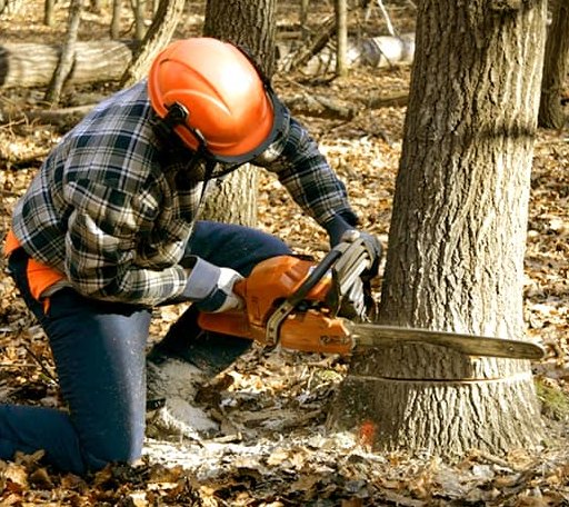 Tree Removal in Alma, AR